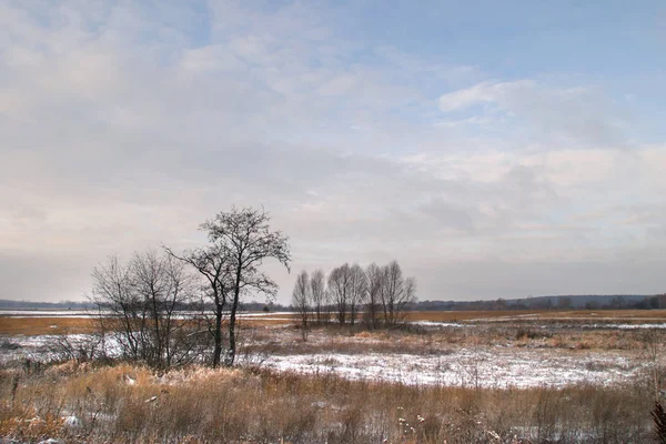 Prairie Paysage Près Forêt Couverte Première Neige Début Hiver — Photo