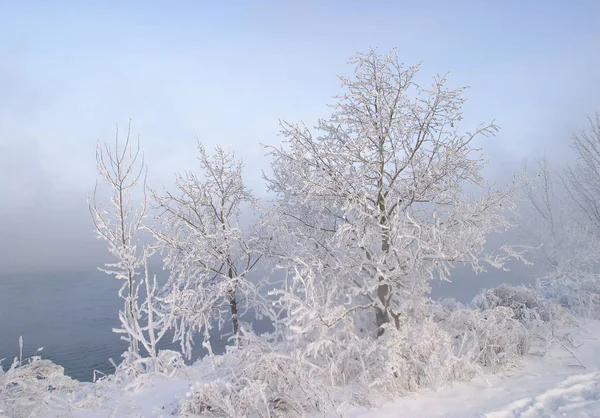 Alberi Del Paesaggio Invernale Vicino Fiume Congelamento Coperto Gelo Giornata — Foto Stock
