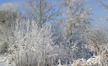 Kış manzarası nehirde dondurucu sisli bir sabah ve kışın ağaçlar