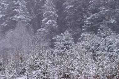 Şiddetli kar yağışlı kış manzarası ormanın yakınındaki tarlada bulutlu bir gün ile