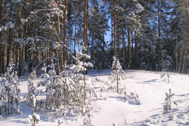 Güneşli soğuk bir günde karla kaplı çam ormanlarının güzel kış manzarası