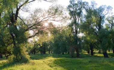yaz manzara sabah bir meşe grove ve ağaçların güneş ışınları