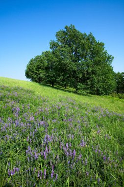 Yaz manzarası genç meşeler çiçek açan yeşil bir çayırda açık mavi gökyüzü güneşli bir günde