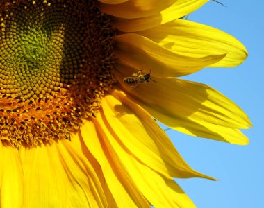 Mavi gökyüzünün arka planında güzel sarı ayçiçeğinin yakın çekimi