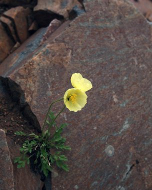 Makro dağ çiçekleri ve kayalıklarda otlar yaz sabahı