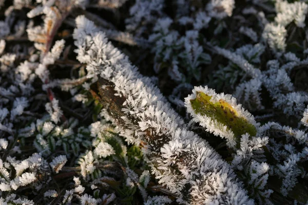 Makro Piękny Mróz Zielonej Trawie Spadł Liście Słoneczny Mroźny Poranek — Zdjęcie stockowe