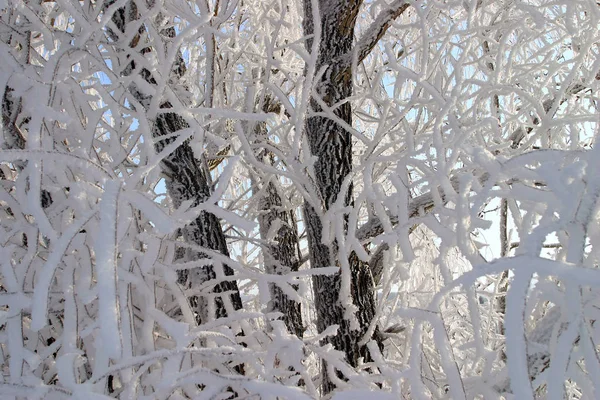 严寒的冬日里 树枝上的特写霜冻 草丛结霜 — 图库照片