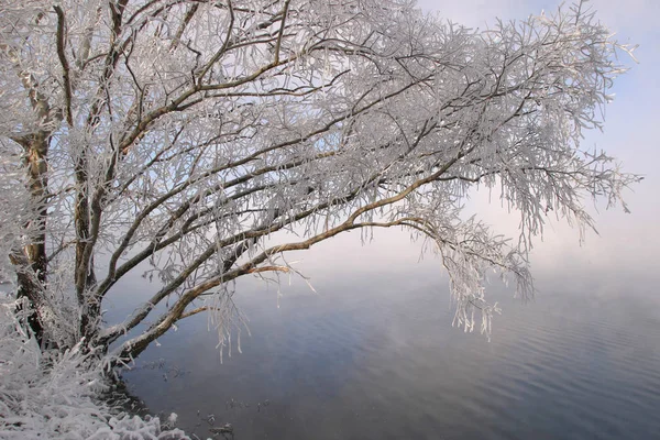 Vinterlandskap Frostig Dimmig Morgon Floden Och Träd Hjorfrost — Stockfoto