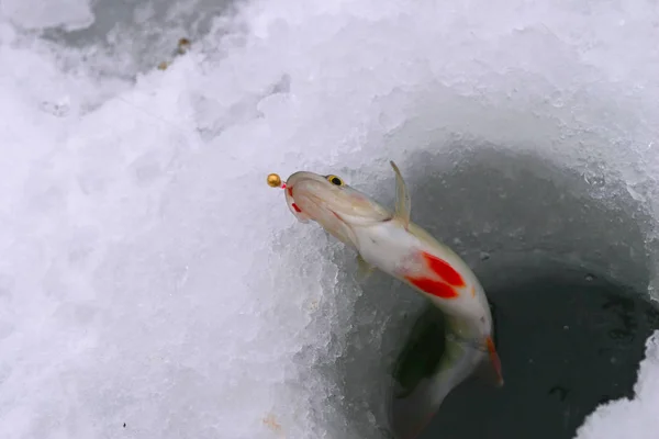 Close Freshly Caught Perch Hook Hole Winter Day — Stock Photo, Image