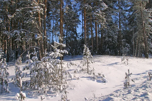 Beau Paysage Hivernal Forêt Pins Enneigés Par Temps Froid Ensoleillé — Photo