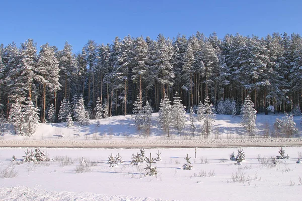 Χειμερινό Τοπίο Χιονισμένο Δρόμο Κοντά Ένα Πευκοδάσος Μια Ηλιόλουστη Παγωμένη — Φωτογραφία Αρχείου