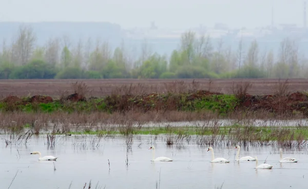 Primavera Paisagem Rebanho Cisnes Brancos Rio Floresta Horizonte Nebuloso Manhã — Fotografia de Stock