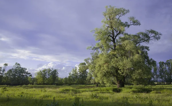 Sommarlandskap Ekar Och Grönt Gräs Vid Solnedgången — Stockfoto