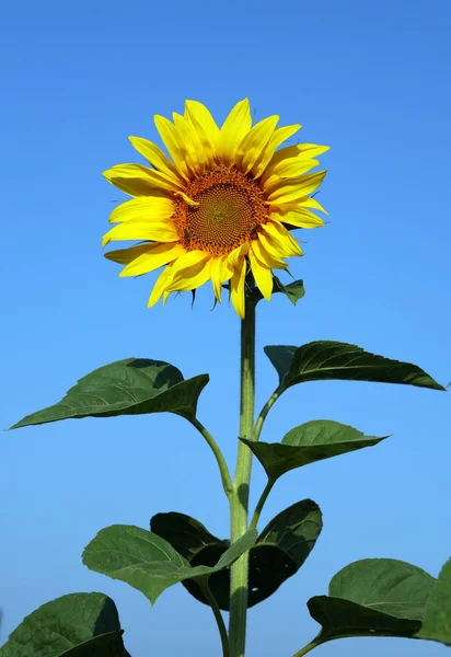 Primer Plano Hermoso Girasol Amarillo Fondo Del Cielo Azul — Foto de Stock