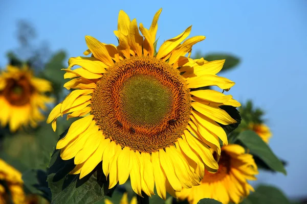 Närbild Vacker Gul Solros Bakgrunden Blå Himmel — Stockfoto