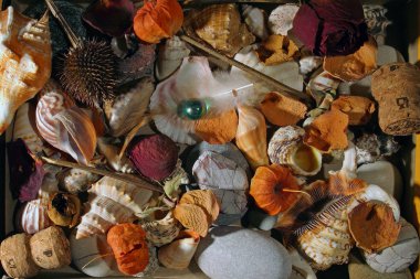 Natürmort taşlar ve kabukları