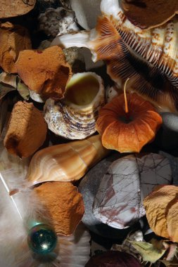 Natürmort taşlar ve kabukları