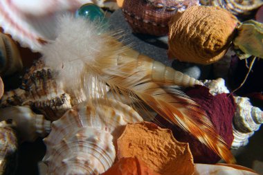 Natürmort taşlar ve kabukları