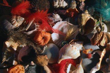 Natürmort taşlar ve kabukları