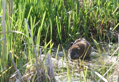 Bahar doğa kahvaltı beaver