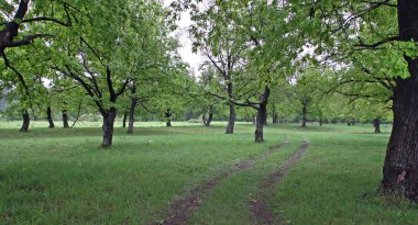 sabah, arkadan aydınlatmalı meşe ormanında