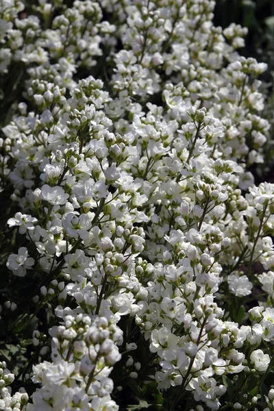 Macro Fleurs Dans Jardin — Photo