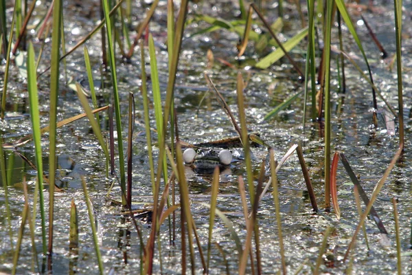 Singender Frosch Teich — Stockfoto