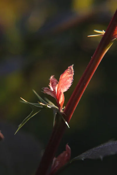 Flores Bérberis Jardim Primavera — Fotografia de Stock