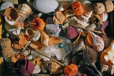 Natürmort taşlar ve kabukları