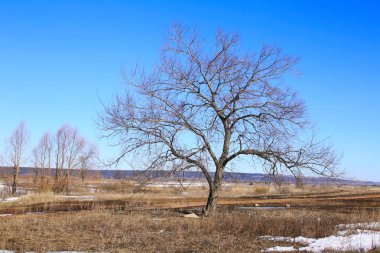Manzara erken alanında güneşli bir bahar 