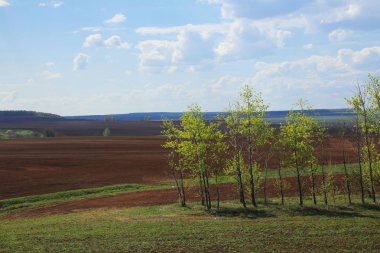 güneşli bir günde zaman dikim, bahar manzara büyük alanlar