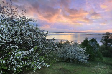 Günbatımında nehir kıyısında çiçek açan elma ağaçları.