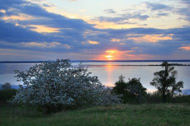 Günbatımında nehir kıyısında çiçek açan elma ağaçları.