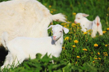 bir keçi bir güneşli bahar gününde yeşil çayır üzerinde çocuklarla portresi