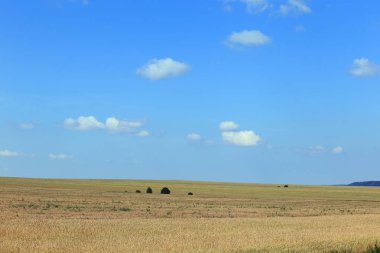 parlak bir yaz gününde cirrus bulutları ile buğday tarlaları ve mavi gökyüzü pitoresk manzara