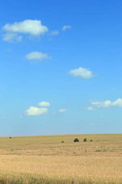 parlak bir yaz gününde cirrus bulutları ile buğday tarlaları ve mavi gökyüzü pitoresk manzara