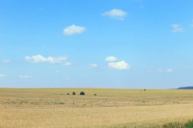 parlak bir yaz gününde cirrus bulutları ile buğday tarlaları ve mavi gökyüzü pitoresk manzara