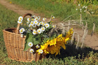 bir sepet çiçek Ayçiçeği, papatya ve yolun kulaklara Close-Up