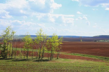 güneşli bir günde zaman dikim, bahar manzara büyük alanlar