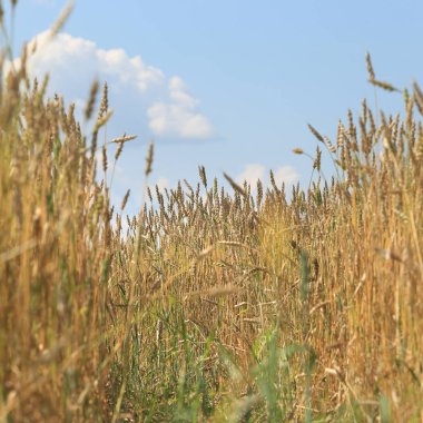 olgun buğday bir alanda gün güneşli yaz yakın çekim arka plan