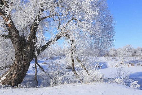 Winter landscape trees in frost in a snowy field in the early frosty morning