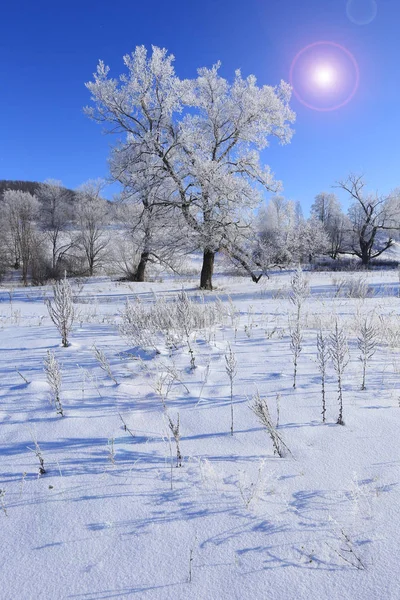 Árvores Paisagem Inverno Geada Campo Nevado Início Manhã Gelada — Fotografia de Stock