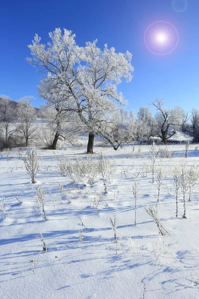 Зимние Ландшафтные Деревья Морозе Снежном Поле Ранним Морозным Утром — стоковое фото