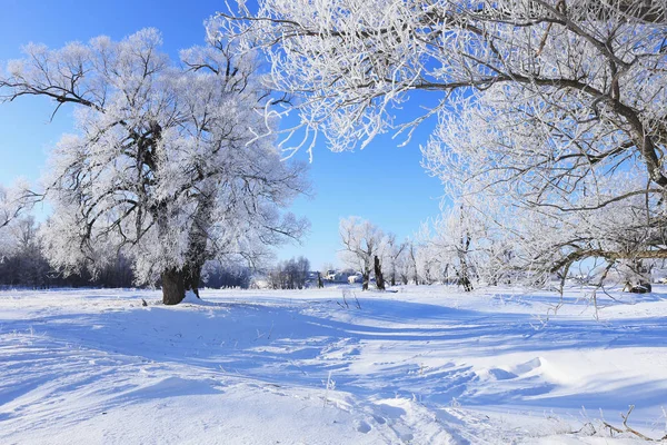 Paysage Hivernal Chênes Gelés Dans Matin Givré Ensoleillé — Photo