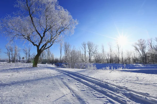 Paesaggio Invernale Gelo Querce Sole Mattinata Gelida — Foto Stock