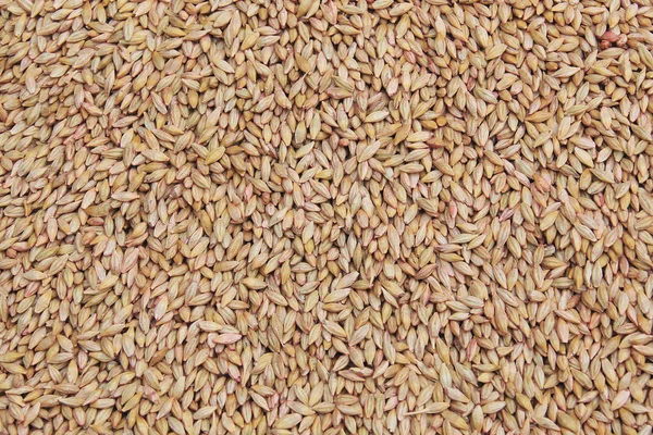 Macro Isolated Texture Piles Selected Grain Sowing Natural Lighting — Stock Photo, Image