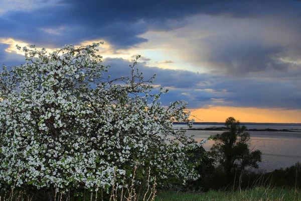 Günbatımında nehir kıyısında çiçek açan elma ağaçları.