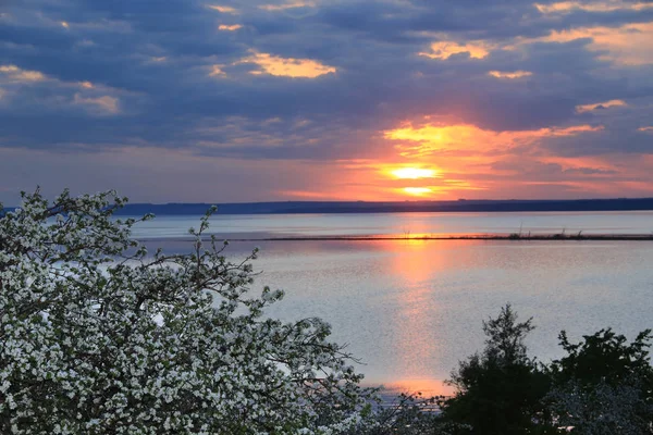 Günbatımında Nehir Kıyısında Çiçek Açan Elma Ağaçları — Stok fotoğraf