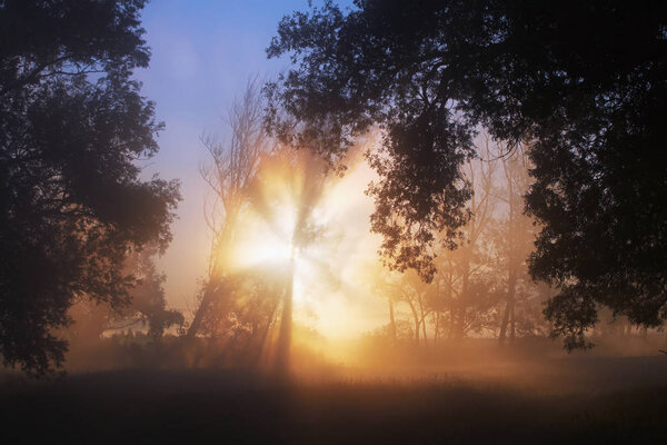 picturesque summer landscape misty dawn in an oak grove on the banks of the river