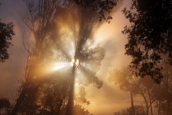 Malerische Sommerlandschaft Neblige Morgendämmerung Einem Eichenhain Ufer Des Flusses — Stockfoto